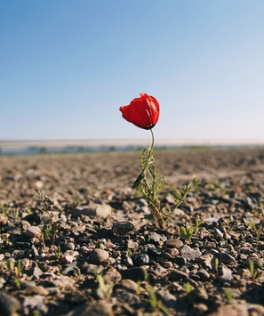 Fiore Resilienza